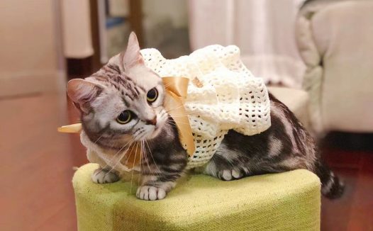 宠猫有新衣服了