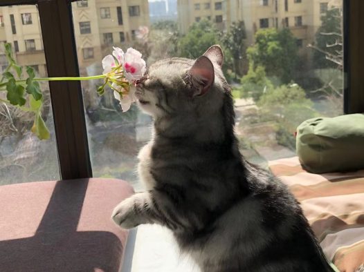 要给宠猫洗澡吗？应该怎么洗？