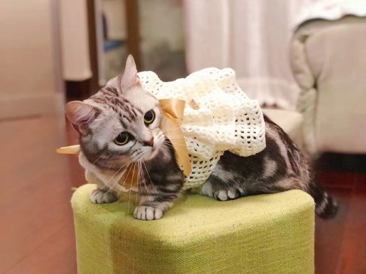 宠猫有新衣服了