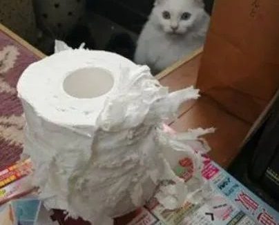 猫：你…你难道怀疑这事是我做的吗？