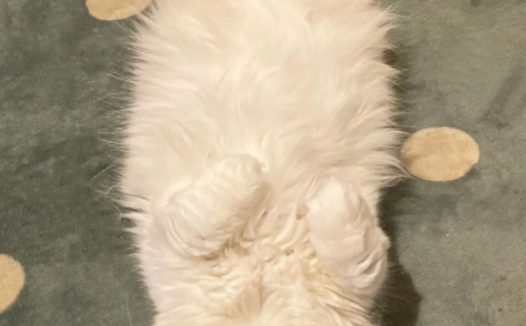 爱撒娇的猫咪最要命！快来看看你家猫会哪一种？