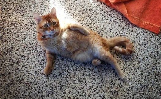 猫咪摆Pose的诀窍，撩得飞起~