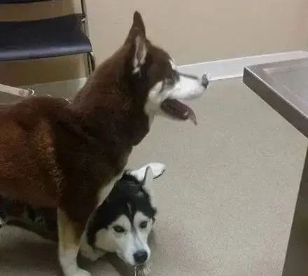 二哈热情地跟豪猪打招呼，下一秒双双战败，它们却是这个表情…