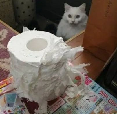 猫：你…你难道怀疑这事是我做的吗？