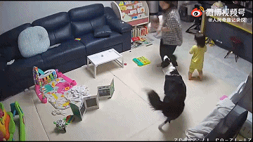 女主：为了不让边牧觉得它是外狗，可把我累坏了…