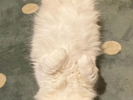 爱撒娇的猫咪最要命！快来看看你家猫会哪一种？