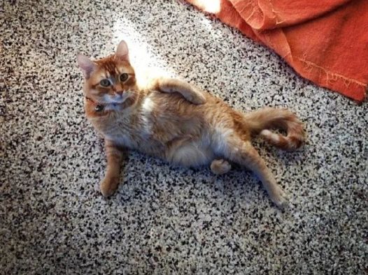 猫咪摆Pose的诀窍，撩得飞起~