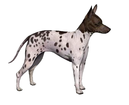 20个关于狗狗的有趣真相