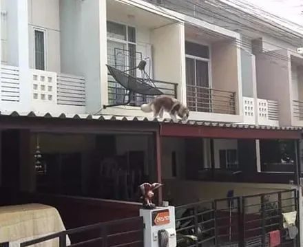 哈士奇越狱被困屋顶，可接下来铲屎官救狗的一幕，有被笑到哈哈哈哈！